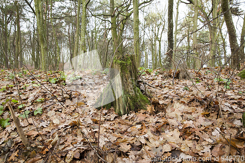 Image of Covered with moss tree stump close up