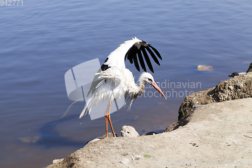 Image of Stork without wings