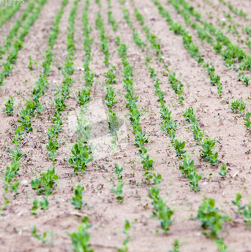 Image of Green peas field