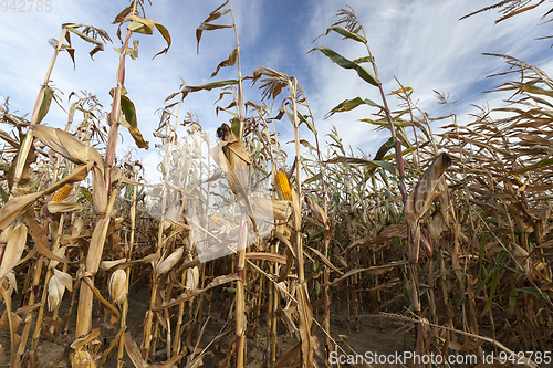 Image of Mature maize