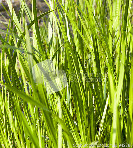 Image of Grass in the water