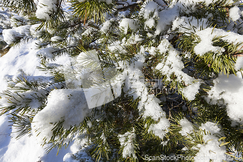 Image of Pine forest under the snow