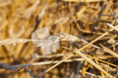 Image of empty wheat ear