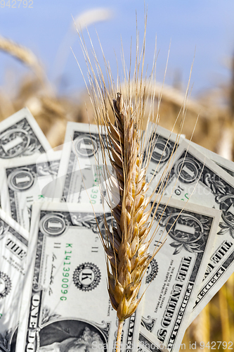 Image of dollar banknote on wheat ear