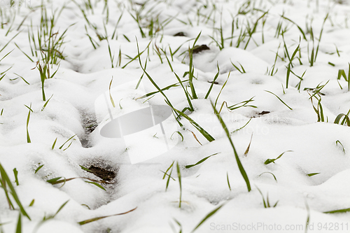 Image of wheat germ covered with snow closeup