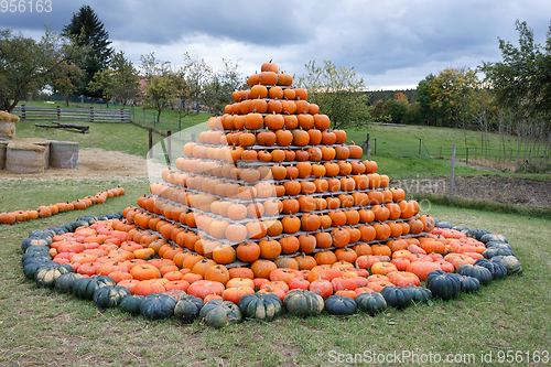 Image of Autumn harvested pumpkins arranged for fun like pyramid