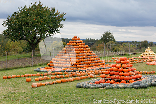 Image of Autumn harvested pumpkins arranged for fun like pyramid