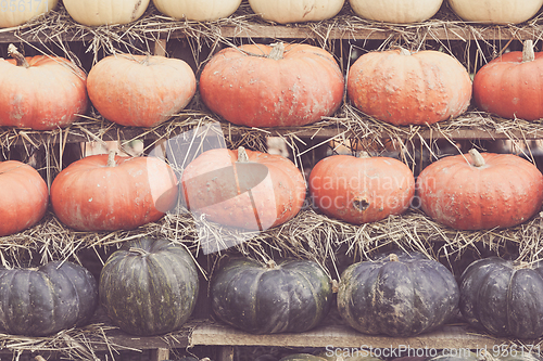 Image of Autumn harvested pumpkins background