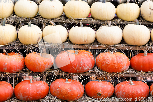 Image of Autumn harvested pumpkins background