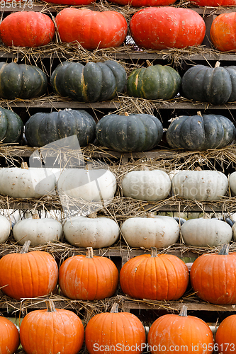 Image of Autumn harvested pumpkins background
