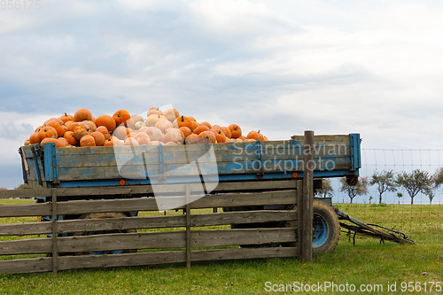 Image of Autumn harvested pumpkins on carriage in farm