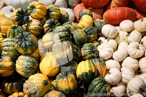 Image of Autumn harvested pumpkins