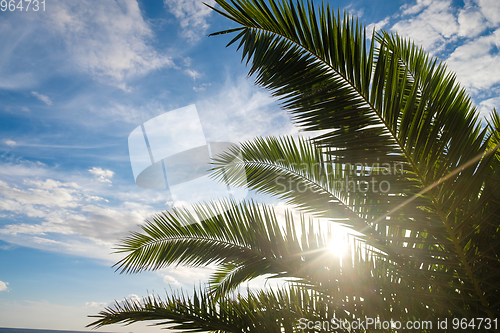 Image of Palm tree leaves against sunset light