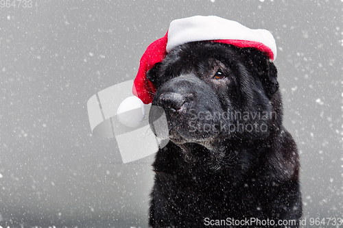 Image of black shar pei in xmas hat