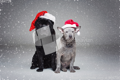 Image of thai ridgeback puppy and shar pei dog