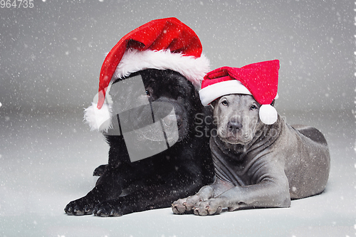 Image of thai ridgeback puppy and shar pei dog