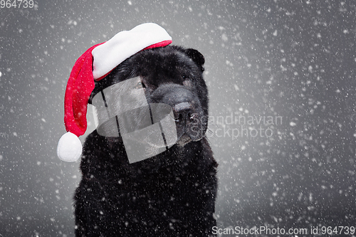 Image of black shar pei in xmas hat