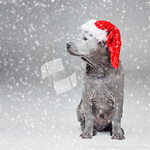 Image of thai ridgeback puppy in xmas hat