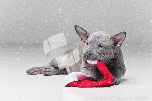 Image of thai ridgeback puppy biting xmas hat