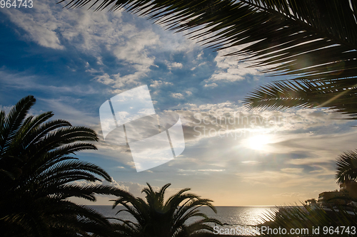 Image of Palm tree leaves against sunset light