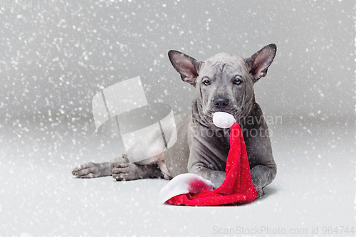 Image of thai ridgeback puppy biting xmas hat