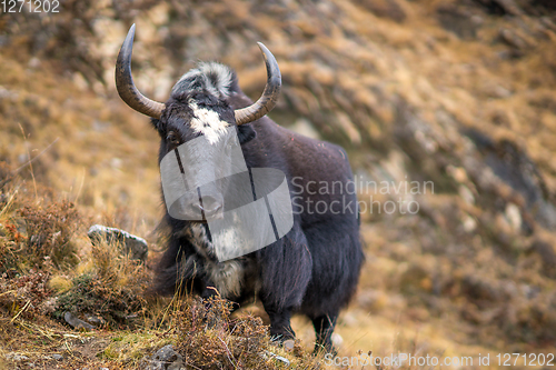 Image of Yak or nak pasture on grass hills in Himalayas