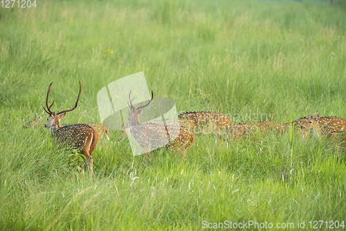 Image of Sika or spotted deers herd in the elephant grass