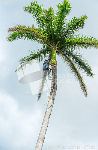 Image of Adult male climbs coconut tree to get coco nuts