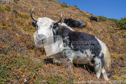 Image of Yak or nak pasture on grass hills in Himalayas