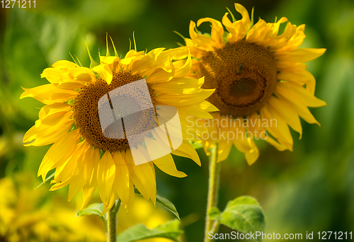 Image of Sunflower and bees in the garden