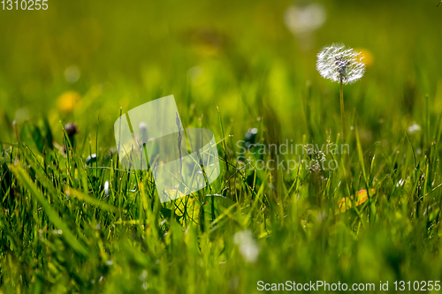 Image of White dandelion flowers in green grass.