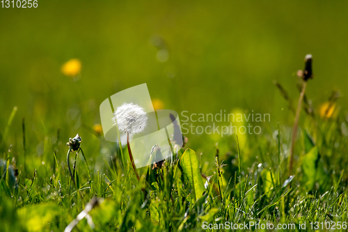 Image of White dandelion flowers in green grass.