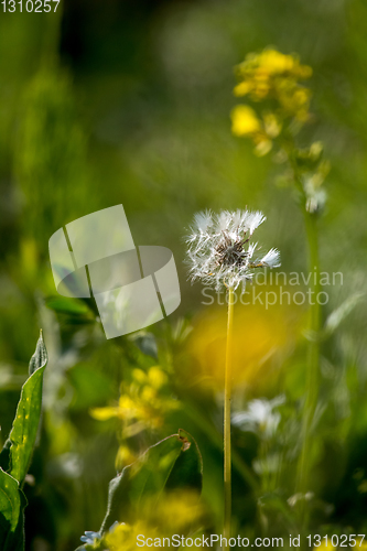 Image of White dandelion flowers in green grass.