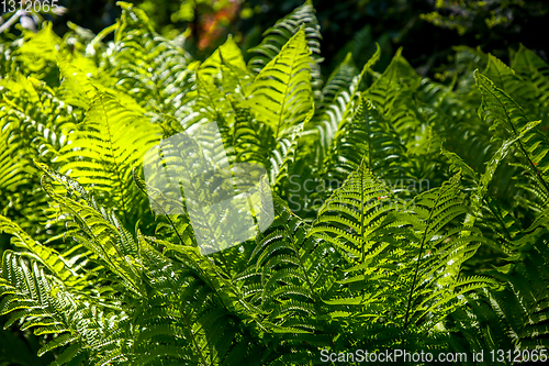 Image of Green fern leaves as background.