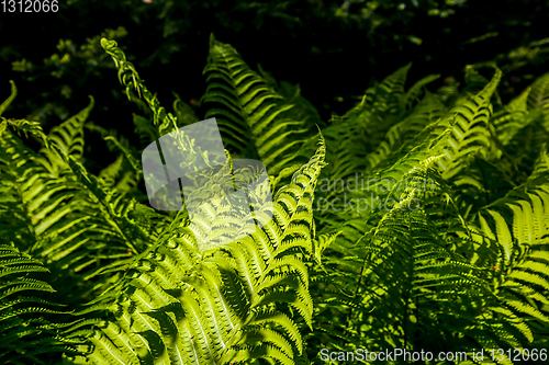 Image of Green fern leaves as background.