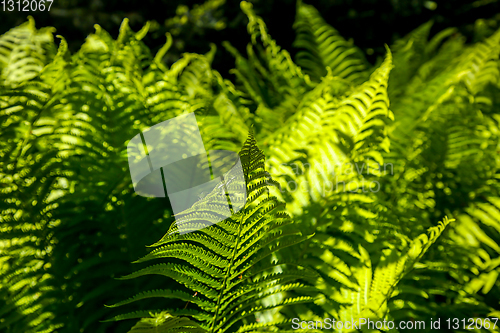 Image of Green fern leaves as background.