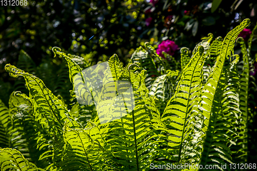 Image of Green fern leaves as background.