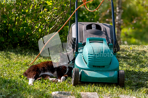 Image of Cat sleeping at the lawnmower. 