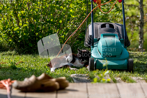 Image of Cat sleeping at the lawnmower. 