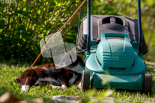 Image of Cat sleeping at the lawnmower. 