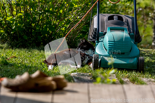 Image of Cat sleeping at the lawnmower. 
