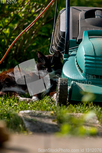 Image of Cat sleeping at the lawnmower. 