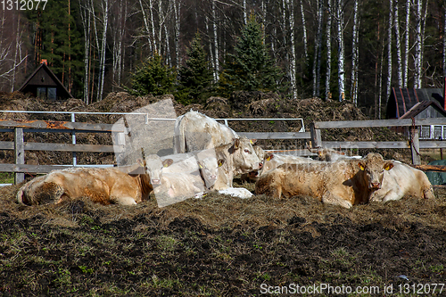 Image of Cows in farm on paddock in Latvia