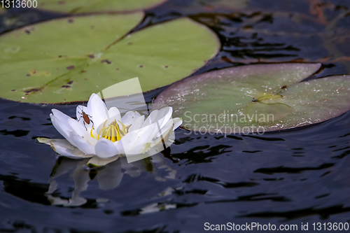 Image of White water lily in water.