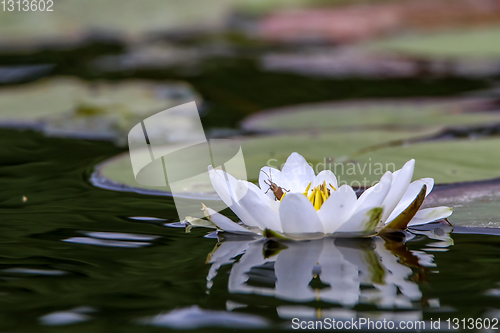 Image of White water lily in water.