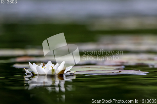 Image of White water lily in water.