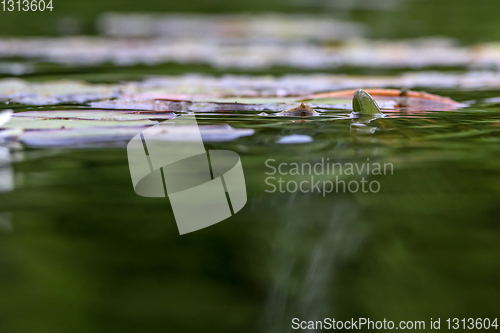 Image of White water lilies in river.