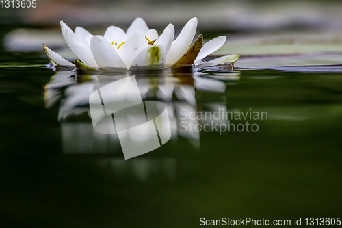 Image of White water lily in water.