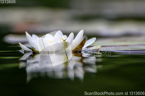 Image of White water lily in water.