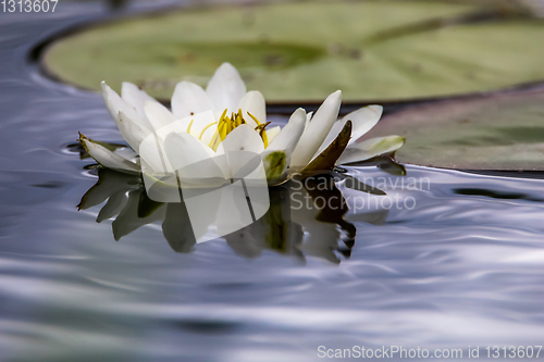 Image of White water lily in water.